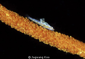 Whip Coral Goby with parasite / 5d mk2 by Jagwang Koo 